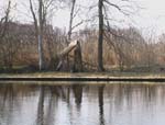 Ein abgebrochener Baum am anderen Ende des Ufers