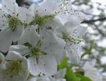 Schneeweiße Kirschblüten