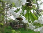 Eine Schwebfliege auf einer weißen Kirschblüte
