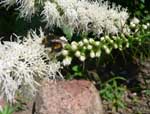 Hummel