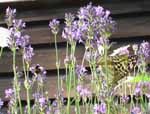 Hummel und Schmetterling im Blumenmeer