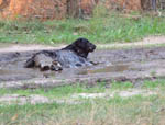 Hundedame Susi im Schlamm