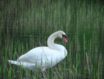 ein Schwan im Schilf