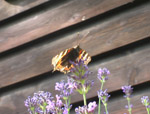 ein Schmetterling, Kleiner Fuchs genannt