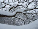 verschneiter Baum