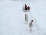 Hühner im Schnee